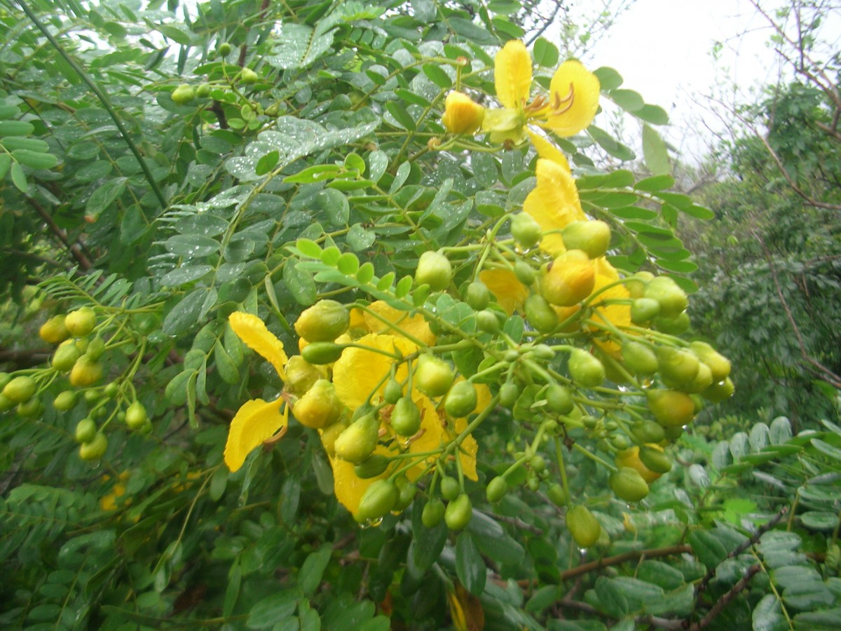 Senna auriculata (L.) Roxb.